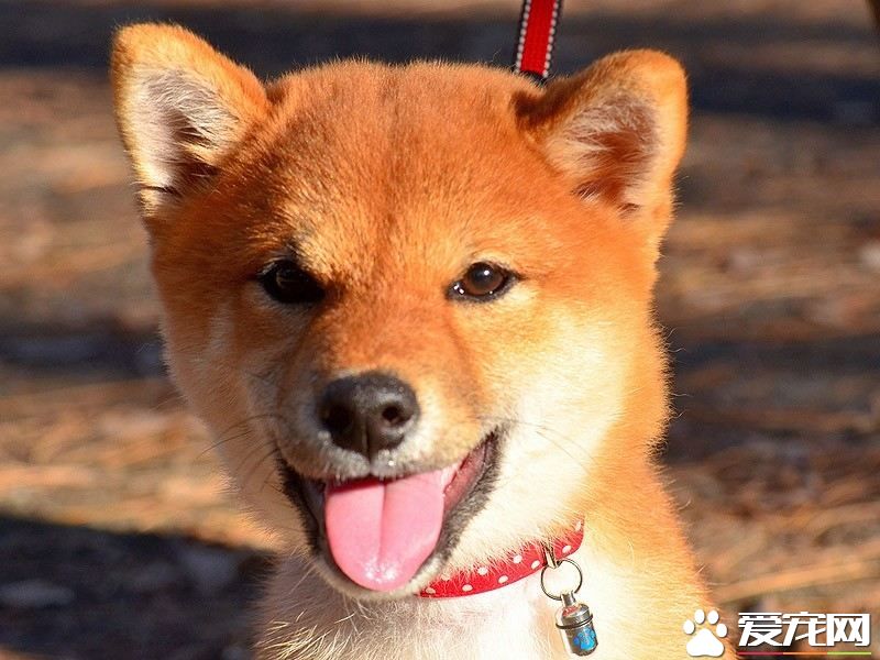 柴犬多少錢  柴犬的價格沒想到這么便宜