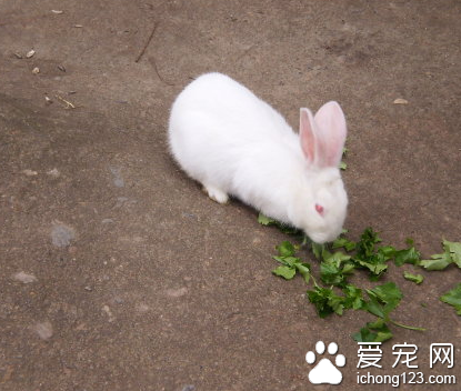 兔子吃草嗎 幼兔不能吃蔬菜及水果