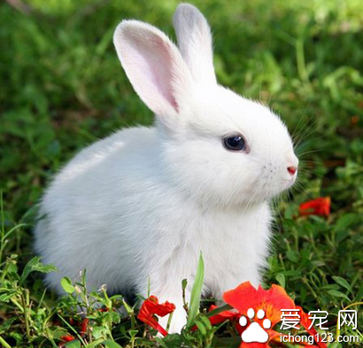 兔子每天吃多少 根據生長階段調整