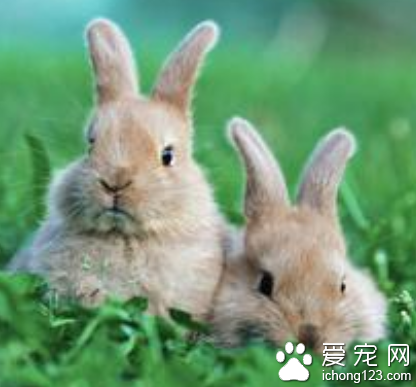 兔子吃了窩邊草 兔子很愛干凈