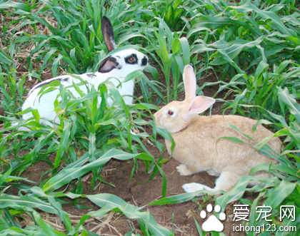 兔子怎么洗澡 洗完后及時弄干