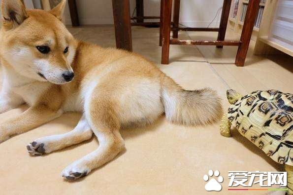 小豆柴犬好養嗎 小豆柴犬的飼養方法沒想到這么簡單