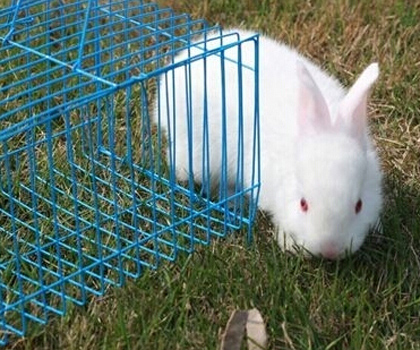 怎么飼養兔子 不要隨便給兔子吃藥