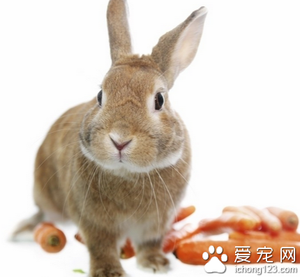 兔子能吃雞飼料嗎 造成兔子腸胃負擔