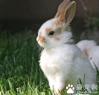 兔子窩怎么做 兔舍要經常打掃