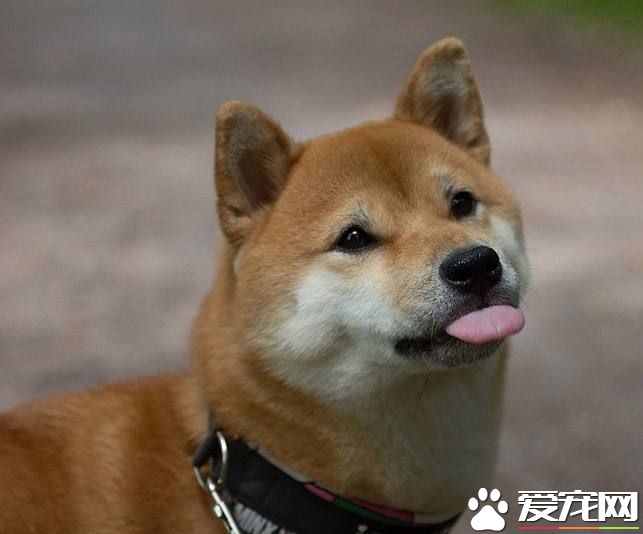 柴犬能吃米飯嗎 柴犬吃米飯的好處