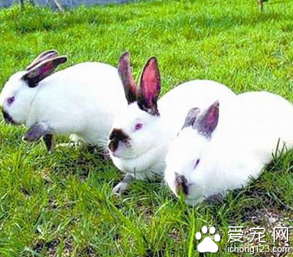 兔子可以吃蘋果嗎 水果會增加腸道負擔