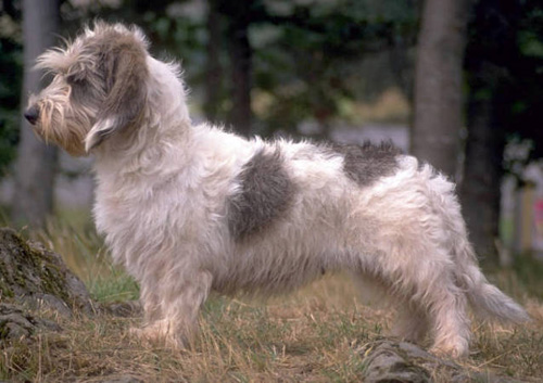 貝吉格里芬凡丁犬的特點   整體身體結構平衡