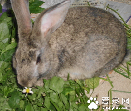 怎么給兔子打針 不要讓它亂動