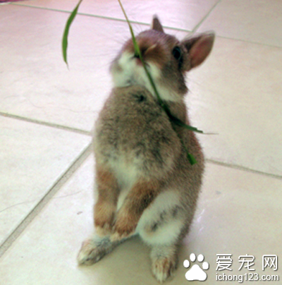 養兔子要吃什么 兔子不耐悶熱環境