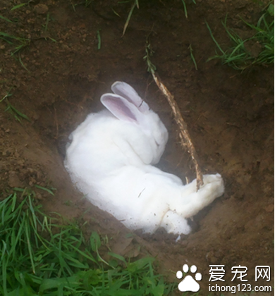 兔子怎么吃球蟲藥 注射給藥更有效