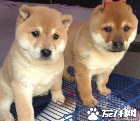 柴犬大便很臭 引起柴犬大便很臭的原因居然這么多