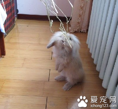 兔子吃飼料嗎 喜歡有汁且味偏甜的食物