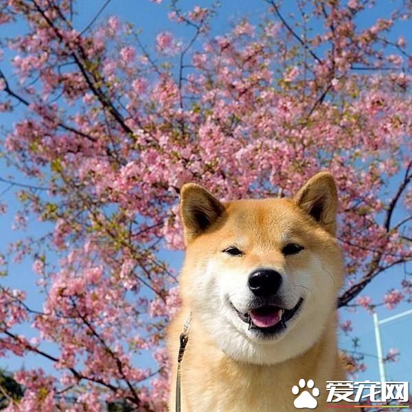 柴犬從幾個月適合開始訓練 怎樣訓練柴犬