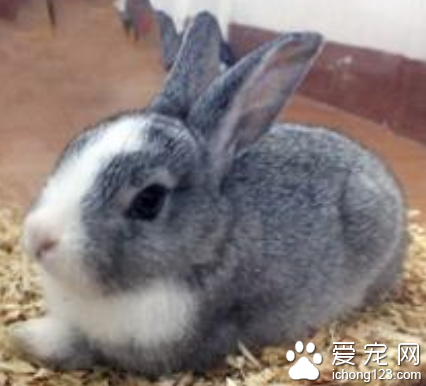 兔子可以吃飼料嗎 一般喂食多汁類飼料