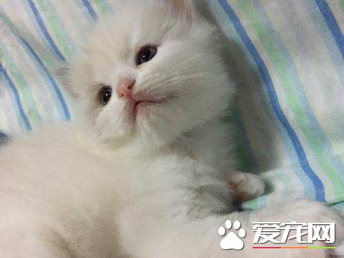 布偶貓淺藍色眼睛是怎么回事   布偶貓的藍色眼睛竟然這么重要