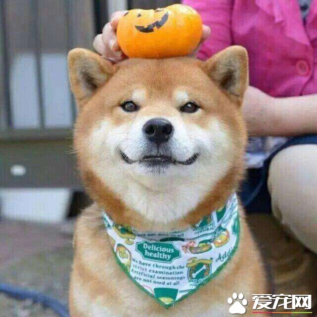 柴犬智商如何排行第幾 柴犬聰明嗎