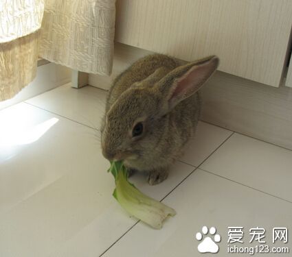 小灰兔吃什么 有異味的飼料不喂
