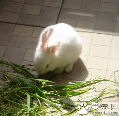 兔子該怎么養 飲食根據需要來調節