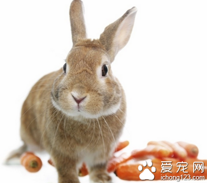 兔子吃什么樹葉 樹葉也可以作為飼料