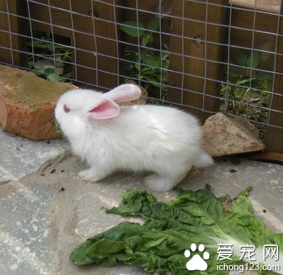 兔子可以吃米飯嗎 吃多了會消化不良