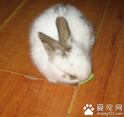 兔子吃食物時 嘴巴不停的在咀嚼