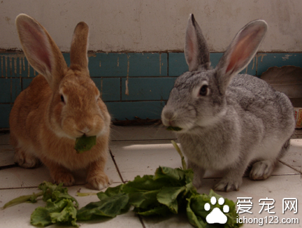 兔子可以吃什么蔬菜 食用時要注意適量