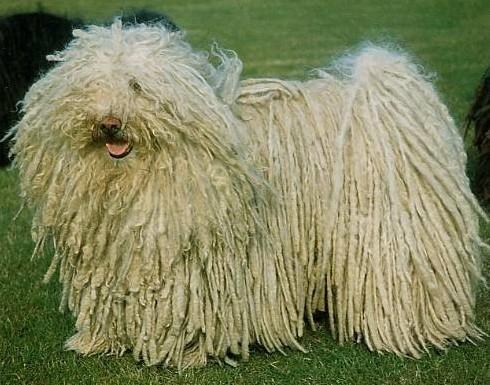 波利犬吃什么狗糧好   健康飼養寵物很重要