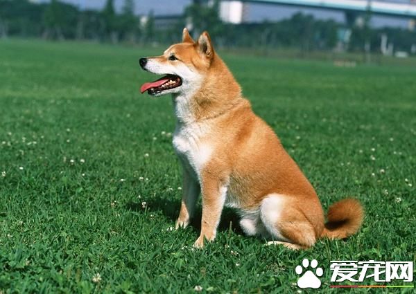 柴犬一直耷拉著尾巴 柴犬聳拉著尾巴的原因