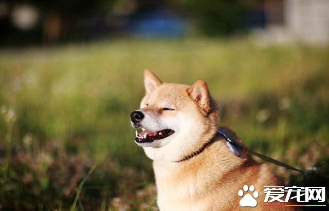 柴犬耳朵間隔很大 柴犬不純正耳朵有什么表現
