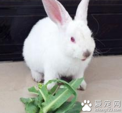 兔子為什么吃草 兔子需要攝入粗纖維