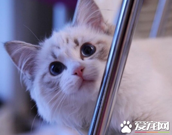 布偶貓眼角黑色 布偶貓眼角黑色原來是這么回事