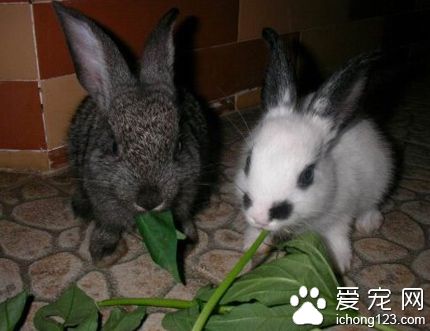 兔子都吃什么草 不能喂食新鮮的苜蓿