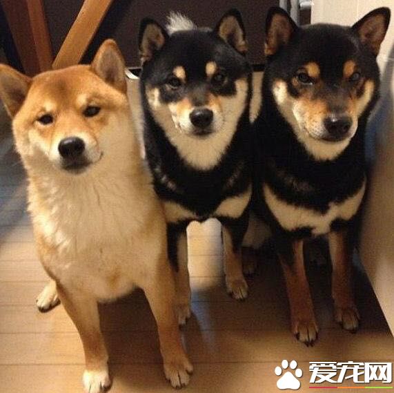 柴犬標準腿長 柴犬腿長多少