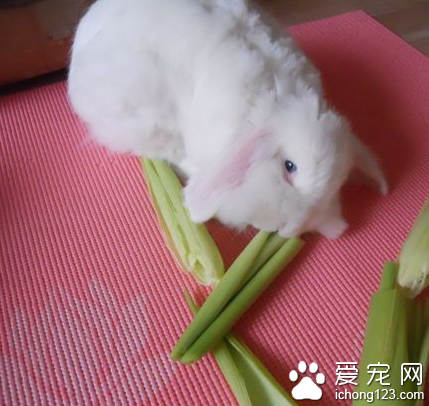 兔子吃玉米嗎 吃多了會腸胃不適