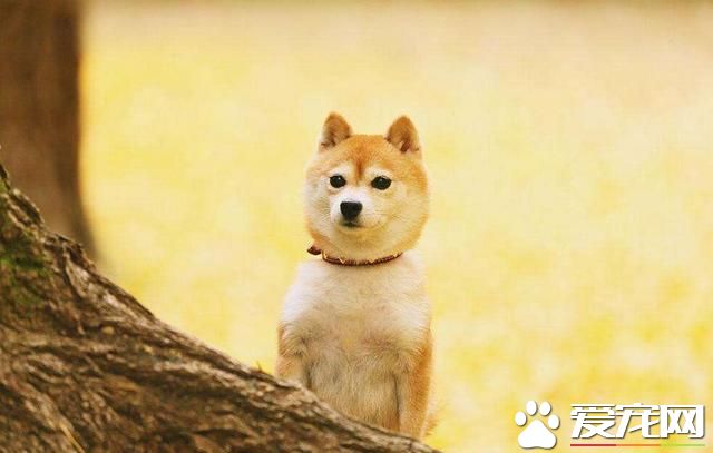 柴犬怎么養和養柴犬的禁忌 養柴犬需要注意下面三個事項