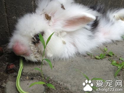 兔子吃什么野草 確定沒枯萎且不含農藥