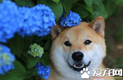 柴犬和柯基雜交 柴犬和柯基生出的狗狗會是什么樣的