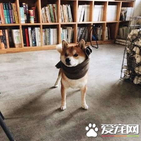 柴犬耳朵有豁口 柴犬耳朵有豁口正常嗎
