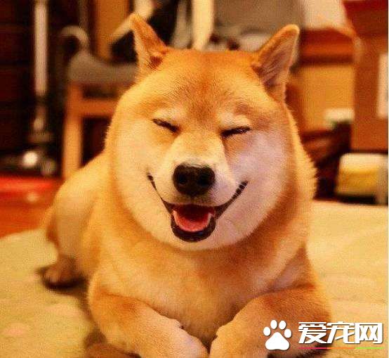 柴犬吃什么發毛 以下三種食物可以讓柴犬美毛