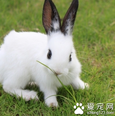 兔子可以吃饅頭嗎 苜蓿草營養最好
