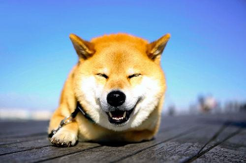 柴犬多大會笑 柴犬笑是什么含義