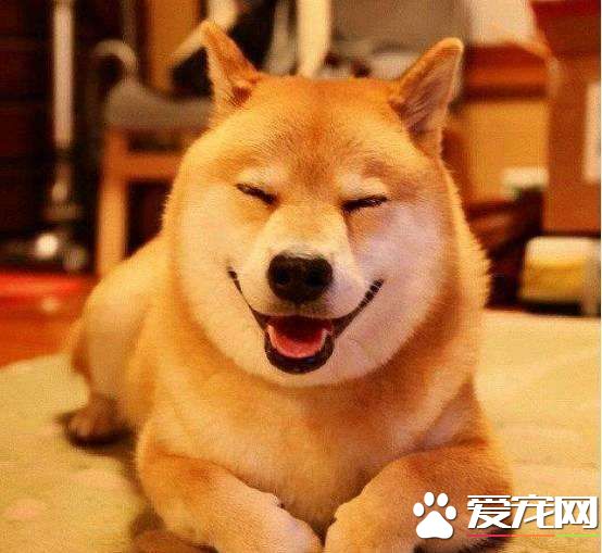 柴犬吃屎怎么辦 柴犬吃屎這招可以搞定