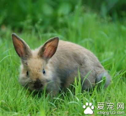 兔子吃胡蘿卜嗎 不能長期吃胡蘿卜