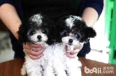 貴賓犬消化不良是什么原因？