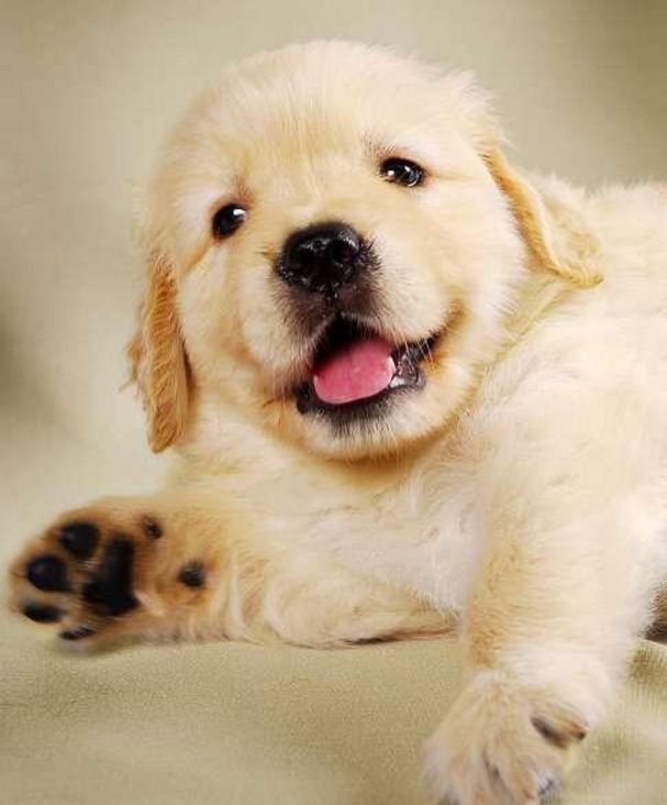 ★★▊貨到付款▊★★ 金毛犬 全場1500 買一送一