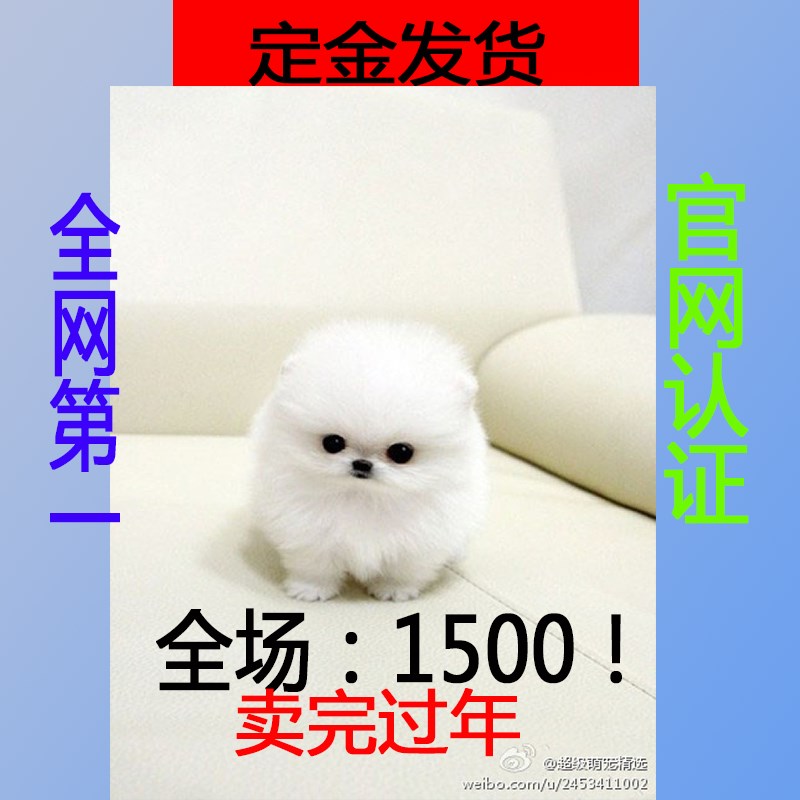 ★★▊貨到付款▊★★ 博美犬 全場1500 買一送一