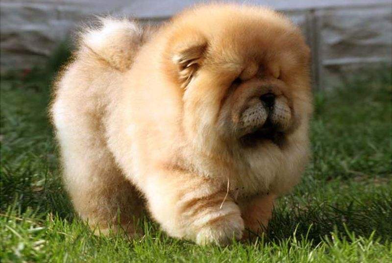★★▊貨到付款▊★★ 精品松獅犬 犬全場1500 買一送一
