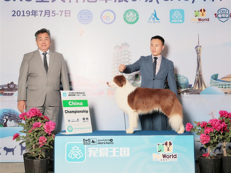 全國發貨擔保交易中國登陸冠軍邊牧寶貝6鄭州美潤犬舍