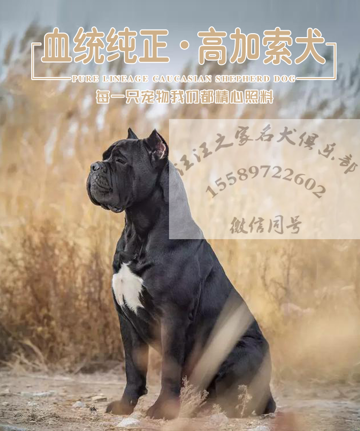 退伍兵繁訓-  高端卡斯羅犬 護衛犬 卡斯羅幼犬 王牌犬舍